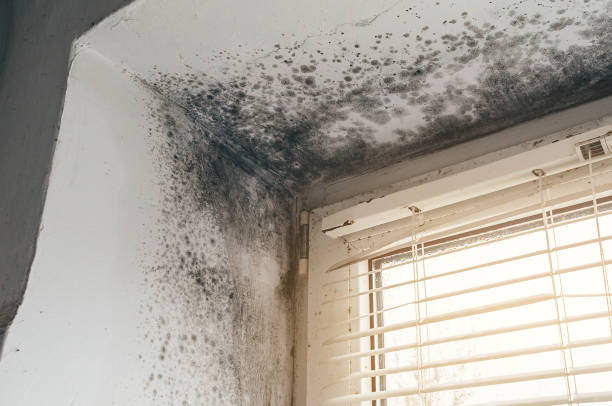 Affordable Mold Inspection And Testing solutions in Shiloh, PA